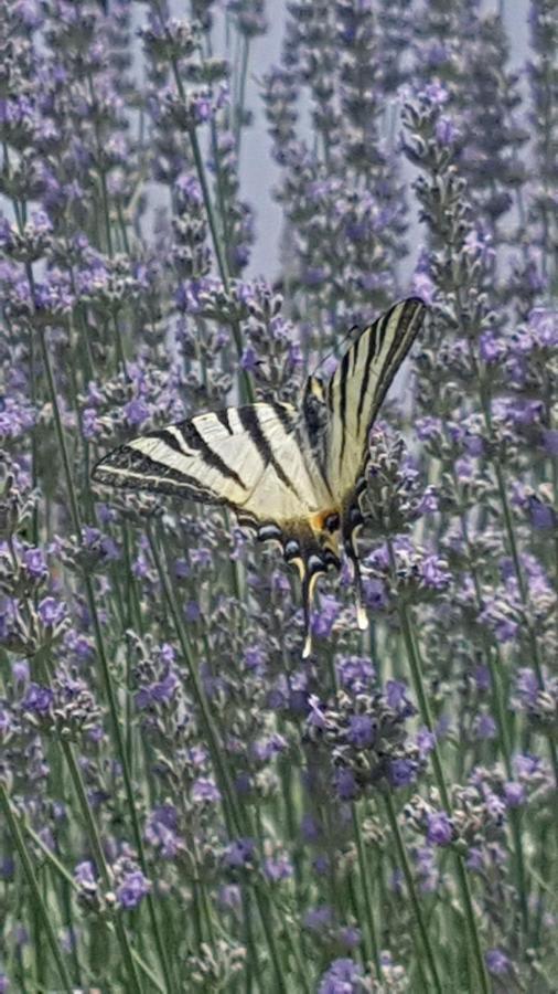 ראב Apartment Lavanda Garden מראה חיצוני תמונה